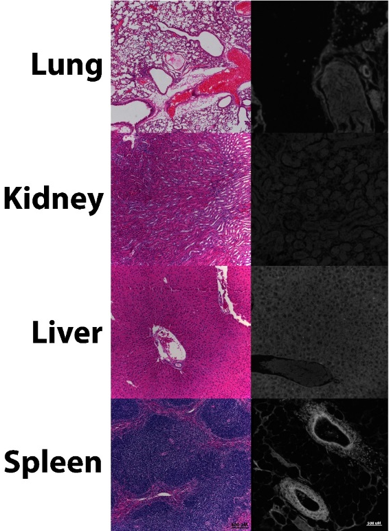 Histopathology showing no tissue damage